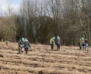 Сотрудники Белорусской АЭС во время Недели леса посадили около 24 тыс. сосен