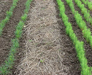 Law on organic farming coming soon in Belarus<br />