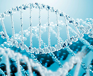 Belarusian, Russian scientists to study human DNA in new Union State program